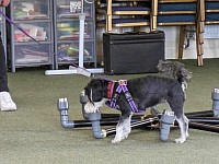 Meg working the scent wheel