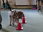 International Animal Behaviour and Training Centre